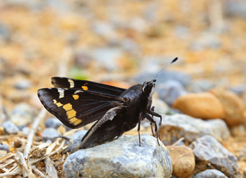 Yucca Giant-Skipper